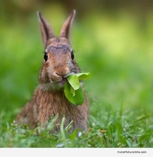 cute bunny eating
